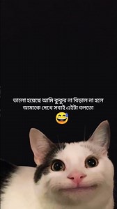 বিড়ালের ভাগ্য 😅