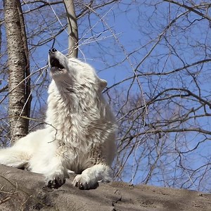 Be inspired by his wild rhythms 🐺 | Wolf Conservation Center