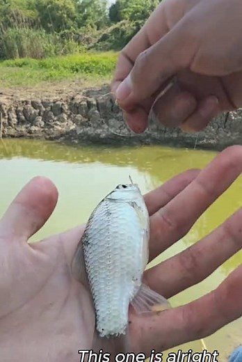 Crucian Carp Surprise: Big Catches from a Tiny Mud Pit