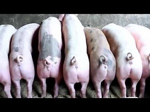 03A Kyosiga Obulunzi Bw'embizi