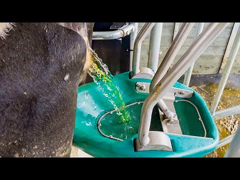 Die CowToilet: Weniger Ammoniak hilft Umwelt und Klima, Kühen und Landwirten