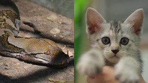 Naked Australian Man Wrestles Giant Python to Save his Kitten