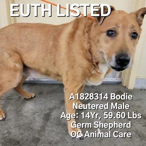 Sad outcome. Bodie was euthanized by the shelter (OC Animal Care. 8/17/23 RIP CODE RED - EUTH LISTED. 14 year old, Bodie, was brought to the shelter (OC Animal Care) on a cruelty case. Now he is about to be euthanized for no fault of his own. He needs rescue by 8/16/23. Bodie has some age related medical concerns (weak hind legs, possible hearing impaired) and skin issues. If there is a rescue that can save him, contact OC Animal Care ASAP! A1828314 Bodie Comments: At Risk! Multiple Medical Conc