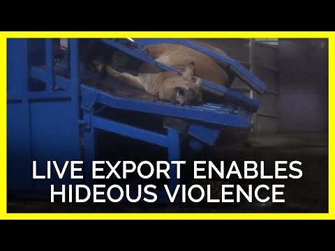 This Cow’s Agonizing Murder for Live Export Industry Is Horrifying