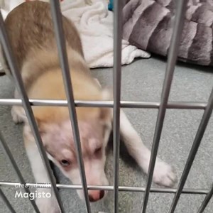 Happy update, Willow was adopted 2/5/25. The adopter is willing to get her the medical care she needs. Last week we posted this adorable puppy in hopes that an adopter or rescue would pull her. OC Shelter has now put Willow on the EUTHANASIA LIST!!!!! Exit date 2/11!!!!! She is available for adoption or rescue. Someone please come get this sweet girl!!!! Shelter comments 2/4/25 Special Notes: Needs rescue now. Corneal ulcer, not responding to treatment. Corneal Ulcer OS A: Corneal ulcer OS /- en