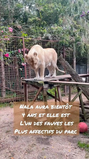 Faire un bisou à une lionne ? #tiger #lion #kiss #normandie | Caresse de tigre