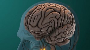 性刺激中脑传递的神经信号 库存影片视频（100% 免版税）3884040329 | Shutterstock