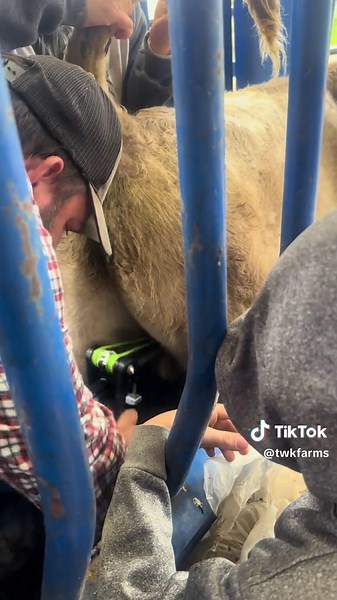 Castration Day: Efficient Process with Callicrate Banders