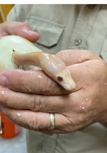 Hatching a Baby Python🤩 This little one was ready to come out and just like that its his first time out in the real world🙌 They start out this small and then grow into giant snakes reaching lengths of 20 feet plus🤯