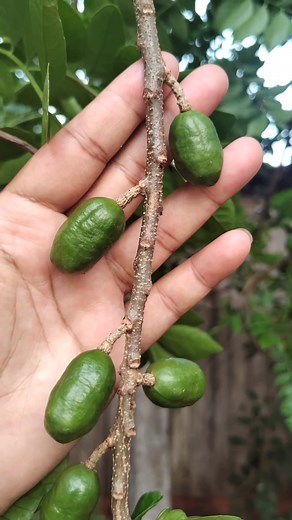 Mundo Natural Cura Verde on Reels