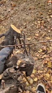 90K views · 489 reactions | Spiders attack on apple trees ... #PruningExperts #prunningsaw #PruningServices #pruningseason #PruningTips #PruningShears #pruning #treditional | Farming Guide | Facebook