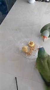 Comida para loros, el elote siempre debe de ir cocido, crudo NO, le quita las proteínas que ellos consumen, todo es por recomendación de su Dra. Laila experta en aves. Elote cocido con mixtura y croquetas para loros 🦜😋😋🤩 * * Aventuras De Panfilo Y Nala #bird #birdphotography #birds #birdlovers #comidaparaloros #comidasaludable #Panfilo #parrots #parrotlife #AmoAMisMascotas | Aventuras De Panfilo Y Nala