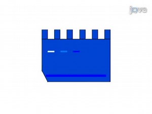 ビデオ: Zymographyによる機能性マトリックスメタロプロテイナーゼの検出