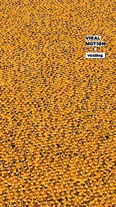 10K views · 11 reactions | They filled Chicago River with ducks!  | Viral Motion | Facebook