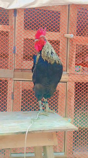 39K views · 444 reactions | Beautiful Rooster Crowing sounds Effect ...