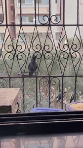 223K views · 2.5K reactions | Morning wala vlog | Golden Group | Facebook