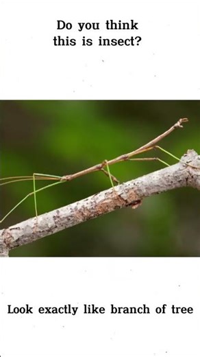 You Won’t See This Insect… It’s Right There! 🌿 #thebugbeast #shorts