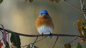 Springtime Birds Eastern Bluebird Wildlife Stock Footage SBV-321377537 - Storyblocks