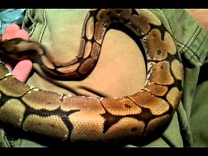 Huge Spider Ball Python Update!!!