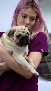 Start your pet grooming franchise with Woof Gang Bakery & Grooming. Receive world-class training & expert support throughout your franchise journey. Contact us. | WOOF GANG BAKERY