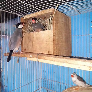 1.5K views · 129 reactions | Java sparrow laying 6 egg MasaAllah #javabirds #javasparrow | Bird Solution | Facebook