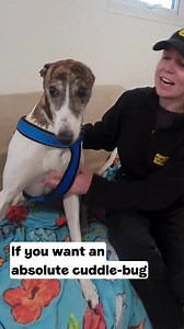 Stop scrolling and help us find Scully at Dogs Trust Leeds at home 💛 Share, comment and like this post to help us reach her future adopter! She is the sweetest girl who deserves a forever home 🐶 [Video description: A Dogs Trust staff member speaking to the camera about a Greyhound named Scully. She takes you into a room to meet Scully who is happily relaxing on a sofa.] | Dogs Trust