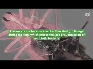 Exploring the microbiome of kissing bugs