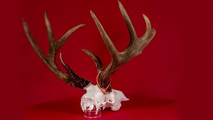 321 reactions · 12 shares | Every angle tells a story. 歷 Our meticulous skull cleaning brings out the natural beauty of your deer trophy—perfectly cleaned and ready for display. | Skulls Unlimited International, Inc. | Facebook