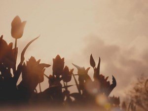 Muted Spring Tulips | Shift Worship