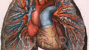 Medical Terminologies: Foundations