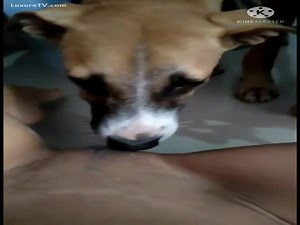 Indian teen fucked by dog first time