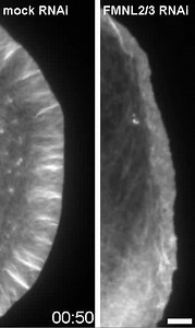 File:FMNL-formins-boost-lamellipodial-force-generation-ncomms14832-s7.ogv - Wikimedia Commons
