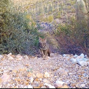 24K views · 641 reactions | Coyotes fill a varied and complicated...