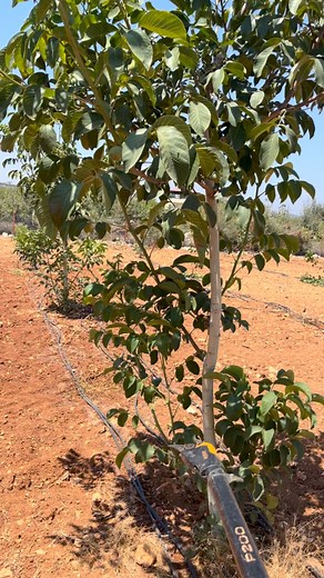 #walnutpruning#chandlerceviz#cevizbahçesi#mersin#erdemli# | İsmail Yıldız