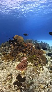 16K views · 1.4K reactions | Beautiful black durgons (triggerfish)....