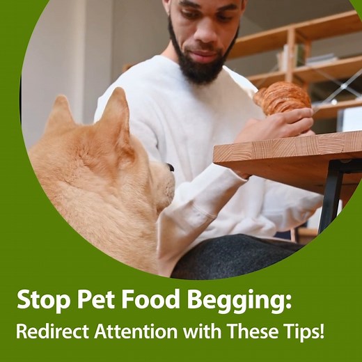 Most of us can relate to our dogs begging for food at the sight of a plate of food in our hands. Here are tips to divert their attention! -Engaging Toys: Keep them entertained with interactive toys that dispense treats or require problem-solving. -Set Meal Times: Establish regular feeding schedules to reduce the need for begging throughout the day. - Food Puzzle Fun: Serve meals in puzzle toys to keep them occupied and satisfied. -Ignore and Redirect: When begging starts, avoid giving in and red