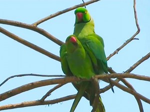 1.1K views · 22 reactions | Male Parrot Showing Natural Bonding...