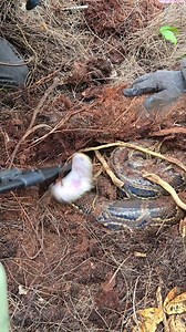 16M views · 79K reactions | The Critter Cult and I have certainly caught some dangerous female pythons! This individual was FIRED up and extremely defensive! . #python #snake #wildlife #florida #nature | Snakeaholic | Facebook