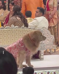 69M views · 512K reactions | Mukesh Ambani ka kutta luxury gadiyon mein ghumta hai #mukeshambani | Talim Alwar | Facebook