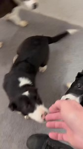 Three female collie mix puppies came into the sanctuary this weekend for rehoming | Limerick Animal Welfare