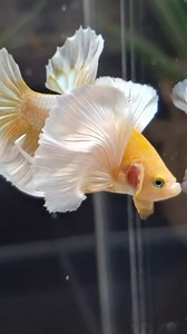 20K views · 504 reactions | Butterfly betta  #aquascape #plantedtank #viralreelsシ #fishtank #aquatic #aquarium #aquariumhobby #layoutdesign #viralpost #viral | AquaPedia | Facebook