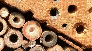 Wild Bee Osmia Bicornis Nesting Special: vídeo stock (100% livre de direitos) 6082079 | Shutterstock