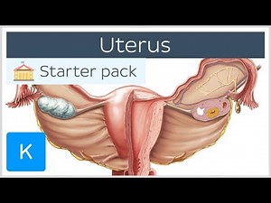 Uterus - Anatomy, Definition and Function - Human Anatomy | Kenhub