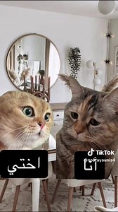 🤣🤣🤣🤣🤣 الأخوات يظهروا | Status ツ =]