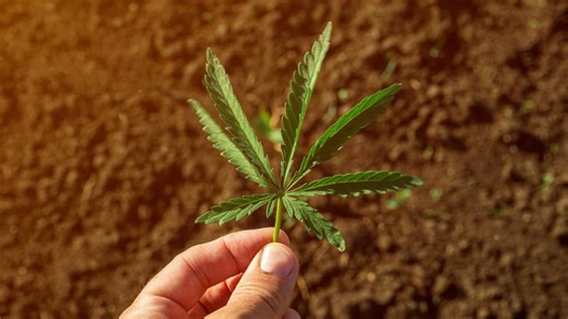CBD lotion linked to reduced skin damage from UV rays
