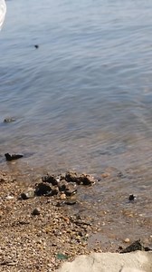 9K views | The Most Ancient Barbecue Method Ever! | Crafty Gadgets | Facebook