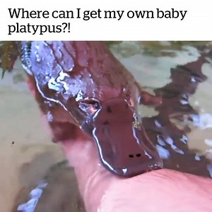 1.9M views · 22K reactions | I need one  Credit: ViralHog | VT | Facebook