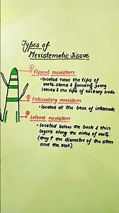 Types of Meristematic tissue #meristematic #tissue #science #apical #meristem #intercalary #lateral