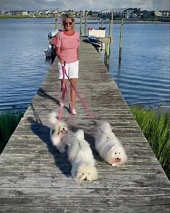 Lucy, Slushy and Sprinkles enjoyed the view last night. | "Cotons of Somerset"