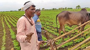 80K views · 662 reactions | सोयाबीन पिकामध्ये कोळपणी खूप महत्त्वाची असते हवा खेळती रहावी आणि पीक जोमदार यावं म्हणून आमच्या शेतामध्ये कोळपणीला सुरुवात. | Pavan Patil | Facebook